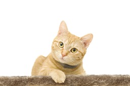 Beautiful Ginger Cat Images and Pictures: Free Download for Graphic & Web Design