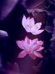 Lotus Flower Nature Wallpaper: Free Download Popular Backgrounds in JPG Format