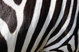 Get stunning animal and zebra background wallpapers for free download - Popular wallpapers in jpg format!