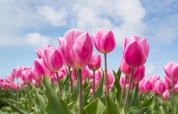 Stunning Tulip Field Wallpapers: Free Download for Graphic Design and Social Media Pages