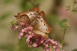 Beautiful Butterflies and Floral Pairs - Download Free Popular Wallpapers in JPG Format for Backgrounds and Designs