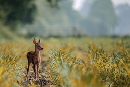 Download Free Deer Wallpapers: Beautiful Nature Backgrounds and Popular Wallpapers in JPG format