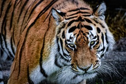 Discover Stunning Tiger and Predator Images with Beautiful Fur and Backgrounds for Free Download