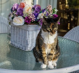 Free Downloadable High-Quality Cat and Flower Background Images: Beautiful Cats in JPG Format