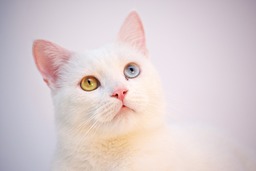 Download Free Beautiful White Cat Images and Pictures for Mac Wallpaper and Graphic Design Needs