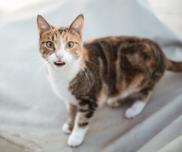 Free Download High-Quality Images of Adorable Beautiful Cats with Stunning Backgrounds for Graphic Design, Web Design, and Social Media Pages.
