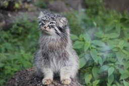 Download Free Summer Manul and Beautiful Cat Images and Backgrounds for Your Creative Designs