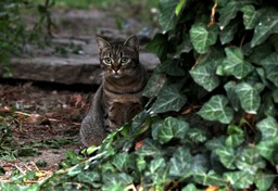 Discover Beautiful Cat Images & Stripes - Free for Download