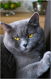 Beautiful Cat Images: Free Download of Stunning Views and Cat Eyes Backgrounds in JPG Format
