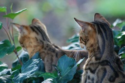 Bengal Cat Pictures and Images: Free Download Backgrounds and More