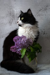 Download free cat, cup, and lilac images and backgrounds - Beautiful Cats and More!