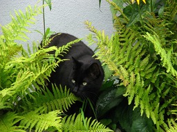 Stunning Images of Black Cats, Precious Panthers, and Beautiful Cats - Free Downloads!
