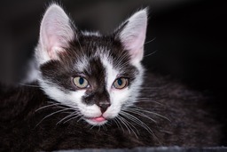 Download Free High-Quality Kitten and Cat Baby Images, Beautiful Cat Pictures and Backgrounds in JPG Format for Web Design and Social Media