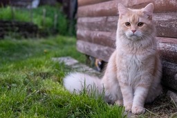 Beautiful Cat Pictures and Backgrounds: Free Downloads for Graphics and Web Design
