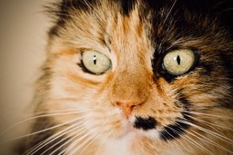 Download Free Beautiful Cat Images and Cat Eye Pictures with Yellow Eyes - JPG Backgrounds for Graphic Design, Social Media and Web Design