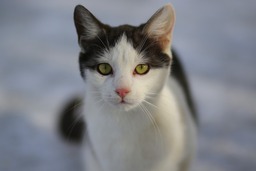 Stunning White and Black Cat Images: Free Downloads for Design and Social Media