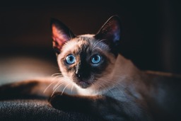 Beautiful Cat Images and Pictures: Free Download in 4K Quality with Backgrounds