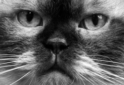 Download Free High-Quality British Shorthair Cat Images and Pictures in Black-and-White: Beautiful Cat Backgrounds in JPG Format for Graphic Design and Social Media