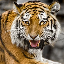 Download Stunning Tiger Head and Beautiful Cat Images for Free