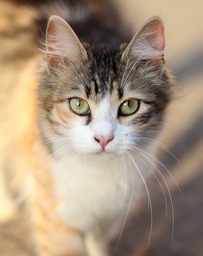 Stunning Cat Imagery: Free Downloads for Backgrounds, Banners, and More!