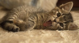 Discover the Beauty of Animalia with Stunning Images of Beautiful Cats in Nature - Free Downloads