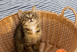 Find your new furry friend: Stunning Kitten and Beautiful Cat images for you to download, use as a background or for graphic design