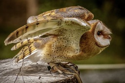 Stunning Owl Pictures: Free Download Wallpapers and Backgrounds