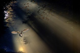 Download Free Beautiful Owl Images, Pictures, and Wallpapers in jpg Format for Graphic Design and Social Media Pages