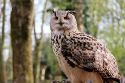 Stunning Long-Eared Owl Images: Free Download Pictures, Wallpapers, and Backgrounds
