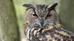 Stunning Owl Images: Free Downloads for Wallpaper, Graphic Design, and More!