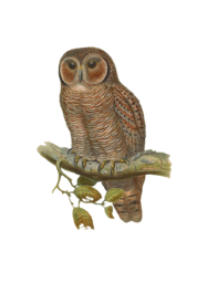 Discover the Beauty of Owls: Stunning Bird & Animal Images, Wallpapers & Backgrounds in PNG Format - Free to Download!