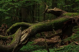 Hundreds of Stunning Fantasy Forest Images, Pictures, and Wallpapers in JPG Format for Free Download and Use as Backgrounds for Web Design, Social...