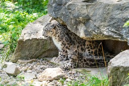 Snow Leopard: Stunning Images and Wallpapers of This Majestic Creature.