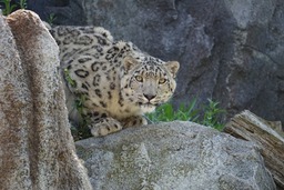 The Majestic Snow Leopard: Free Download Images, Pictures, and Wallpapers of this Gorgeous Zoo Resident in Nature Backgrounds