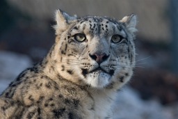 Explore Stunning Snow Leopard Pictures and Wallpapers for Free Download