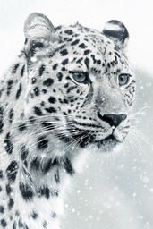 Discover Stunning Wildlife Imagery of Leopards, Cheetahs, and Snow Leopards - Free to Download!