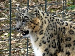 Snow Leopard: Free Download Images, Wallpapers, and Pictures of the Majestic Big Cat