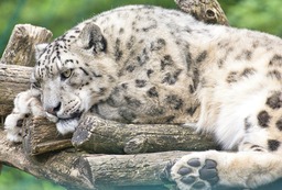 Snow Leopard Images: Stunning Wallpapers and Pictures of the Majestic Big Cat