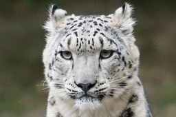 Stunning Snow Leopard Portraits: Free Download Images, Pictures & Backgrounds