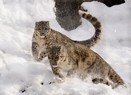 Playful Scuffles: Stunning Snow Leopard Images, Pictures, and Wallpapers for Free Download