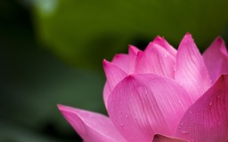 Pink Lotus Flowers: Beautiful HD & 4K Images, Royalty Free Wallpapers, and Backgrounds