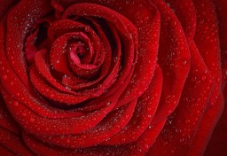 Stunning Rose and Flower Images in HD & 4K: Download Free Beautiful Flower Wallpapers and Backgrounds!