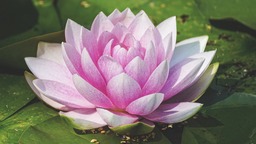 Stunning Water Lily Flower Wallpaper and High-Resolution Flower Images for Free Download