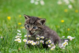 Get Creative with Playful Kitties and Beautiful Flower Images: Royalty-Free HD & 4K Stock Photos, Wallpapers, and Backgrounds for Web Design and Social Media. Free Download!