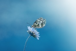 Stunning Butterfly and Flower Photos: High-Resolution Images for Download - Royalty Free and Colorful!