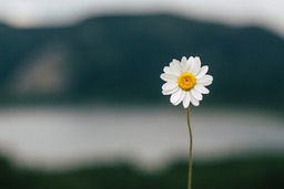 Daisy, Flower and Lake: Gorgeous High-Resolution Flower Images in HD & 4K. Download Royalty-Free Wallpapers, Backgrounds, and More!