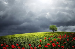 Download Stunning Tree, Poppy Field, Clouds and Flower Images: Free HD & 4K Downloads and Royalty-Free Wallpapers