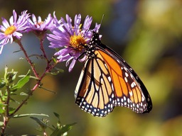 Stunning Garden Photography: HD & 4K Images of Flowers, Butterflies and Beautiful Backgrounds Free for Download