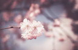 Stunning Cherry Blossom Flowers - High-Resolution Background Images & Beautiful Stock Photos in HD & 4K Format, Download Free Flower Wallpapers and...