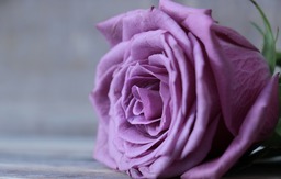 Stunning Rose Images and High-Resolution Stock Photos of Floribunda and Rose Blooms: Download Free Beautiful Flower Pictures in HD & 4K